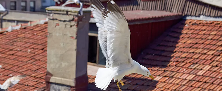 Residential Chimney Animal Removal Solution in Skokie, IL